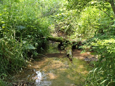creektiny