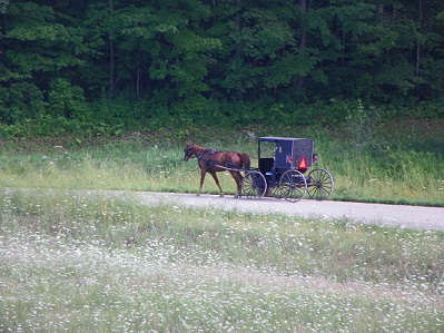 amishbuggy