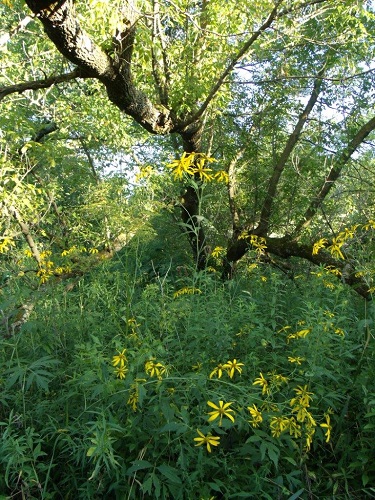 heronflowers