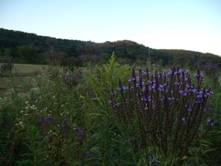 vervain